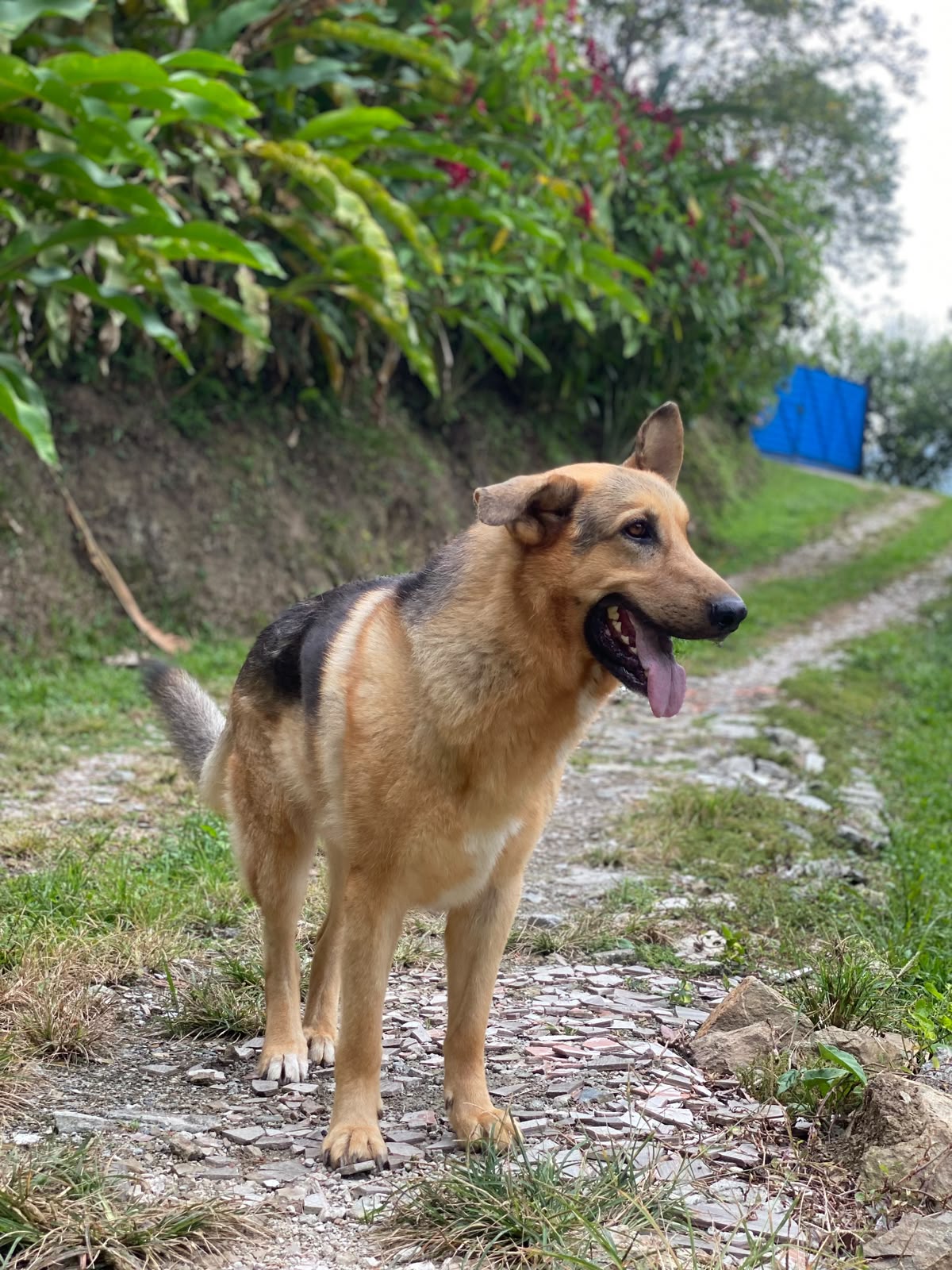 Mascota de la finca